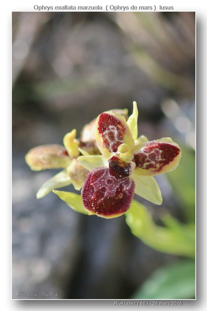 1- Lusus d'Ophrys de mars à Rivesaltes 2010-2016 Ophrys31