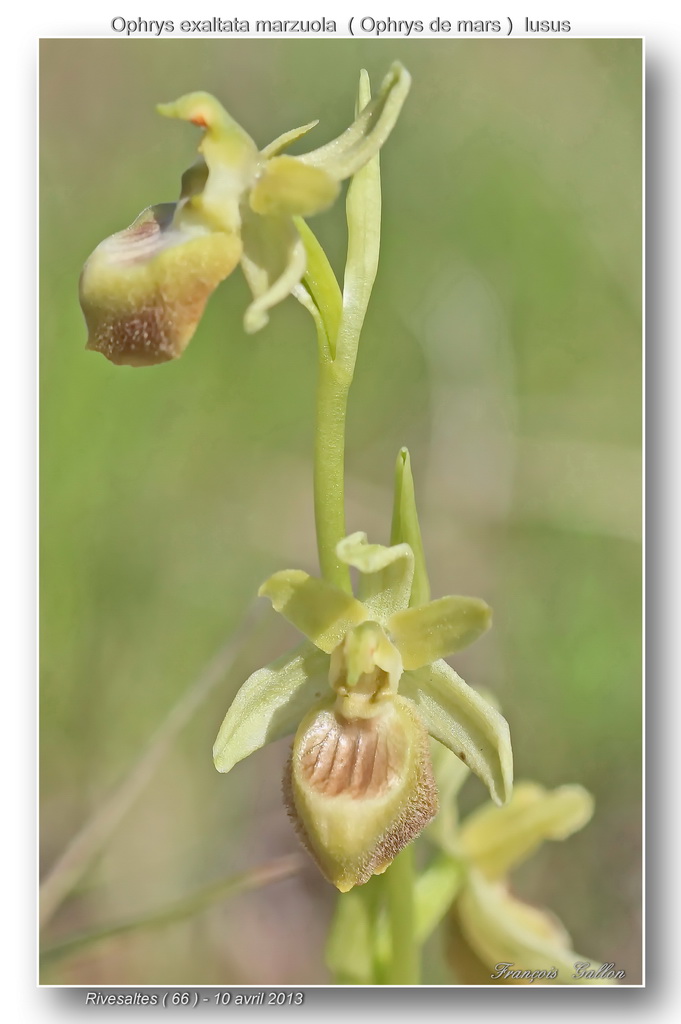 1- Lusus d'Ophrys de mars à Rivesaltes 2010-2016 Ophrys32