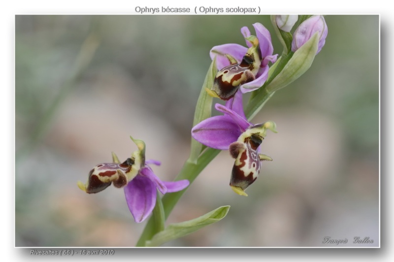 Ophrys scolopax ( Ophrys bécasse ) Ophrys43