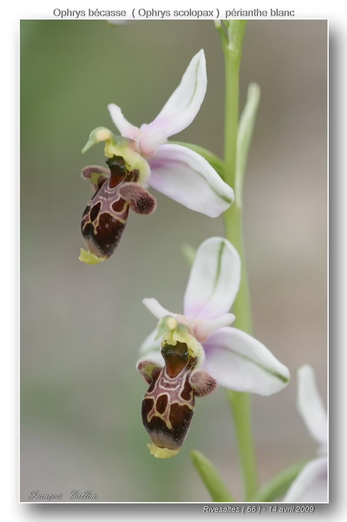 Ophrys scolopax ( Ophrys bécasse ) Ophrys47