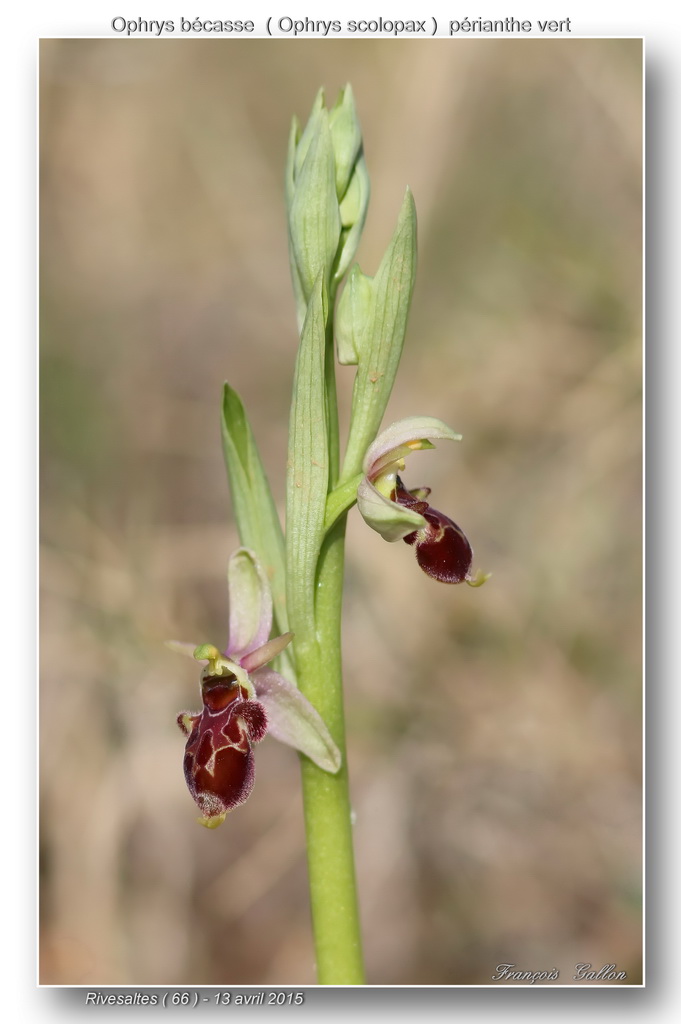 Ophrys scolopax ( Ophrys bécasse ) Ophrys49