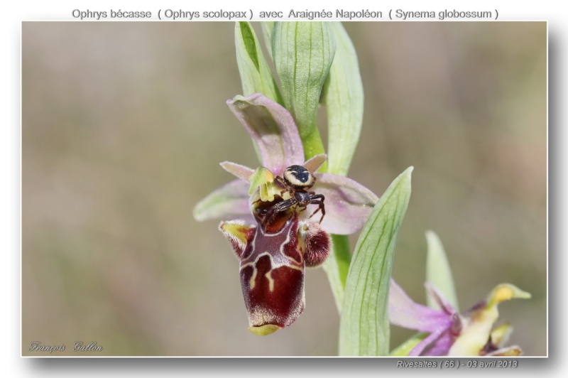 Ophrys scolopax de Rivesaltes : variabilité Ophrys53