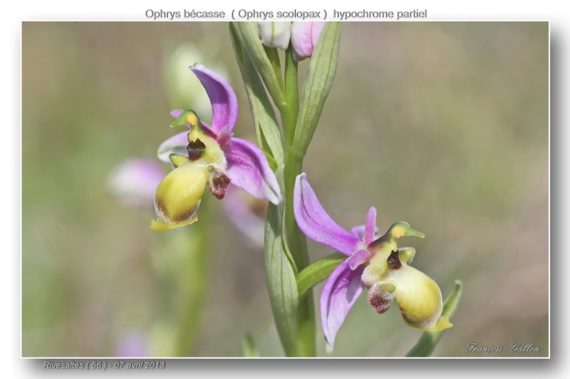 Ophrys scolopax dev Rivesaltes (66): hypochromes et lusi Ophrys56