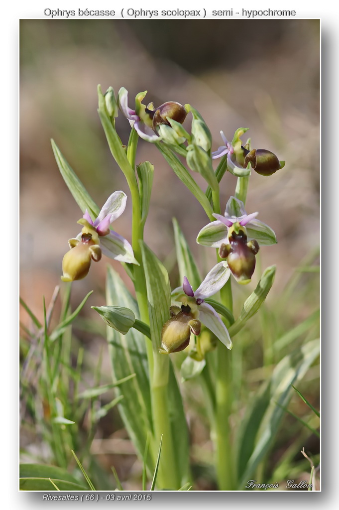 Ophrys scolopax dev Rivesaltes (66): hypochromes et lusi Ophrys57