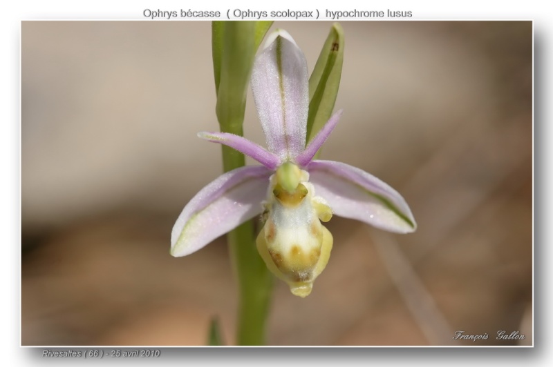 Ophrys scolopax dev Rivesaltes (66): hypochromes et lusi Ophrys61