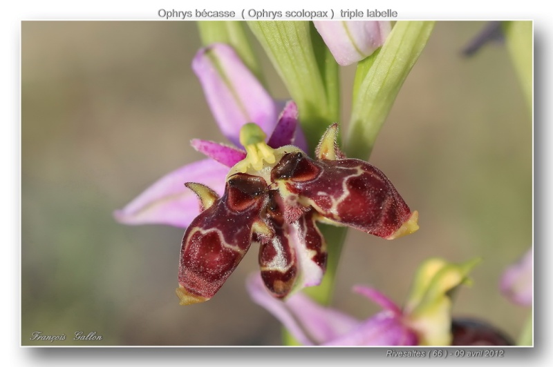 Ophrys scolopax dev Rivesaltes (66): hypochromes et lusi Ophrys65