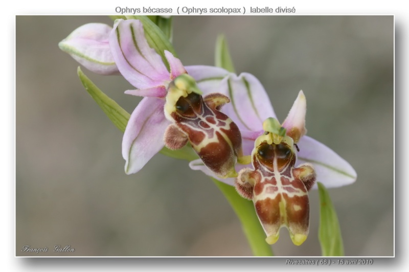 Ophrys scolopax dev Rivesaltes (66): hypochromes et lusi Ophrys68