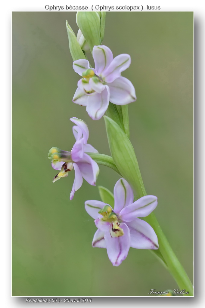Ophrys scolopax dev Rivesaltes (66): hypochromes et lusi Ophrys73