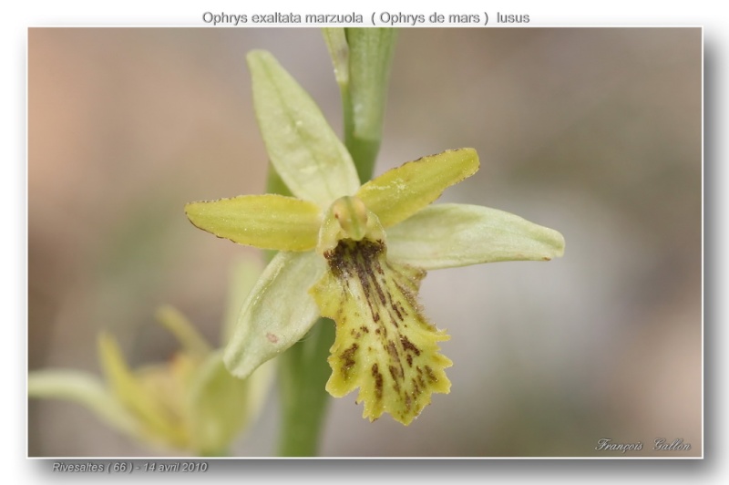 1- Lusus d'Ophrys de mars à Rivesaltes 2010-2016 Ophys_12