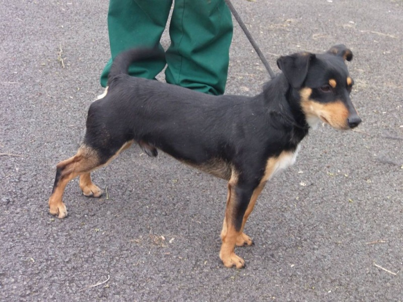 box p10 JULIO, ratier (x Jack russel ? x Pinscher ?, x Jagdterrier ?? tricolore castre male 1 an - refuge de Béthune (62)  12919410