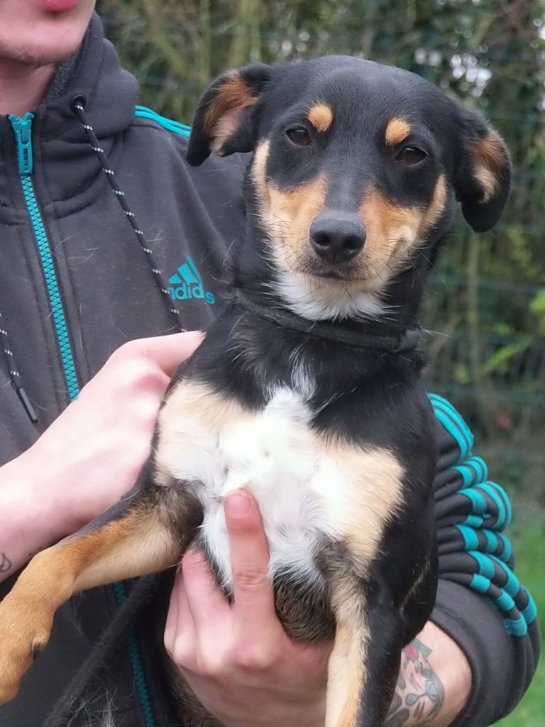 box p10 JULIO, ratier (x Jack russel ? x Pinscher ?, x Jagdterrier ?? tricolore castre male 1 an - refuge de Béthune (62)  12948311