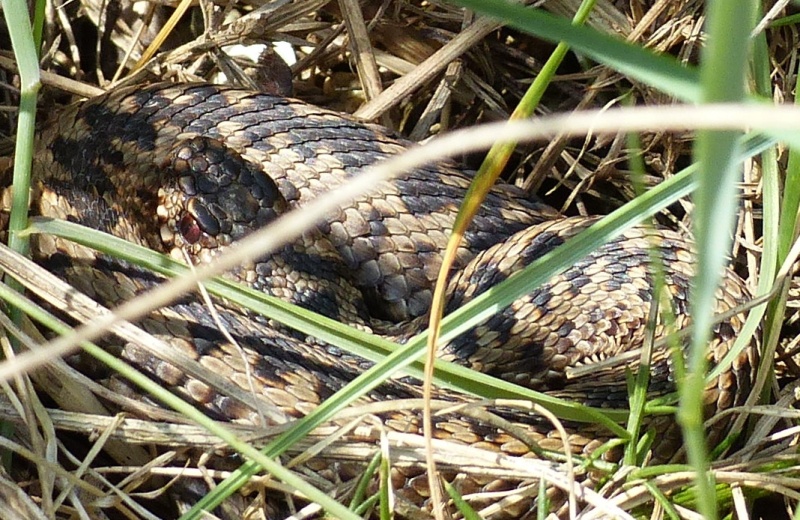 [Vipera berus] vipère péliade au même emplacement depuis 4 ans 00310