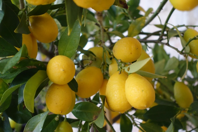 Citrons cueillette et consommation Dsc00011