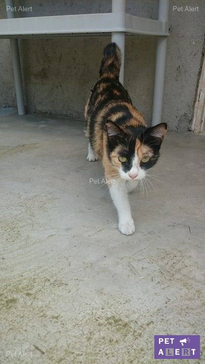 HAWANNA (chatte tricolore) 13240610