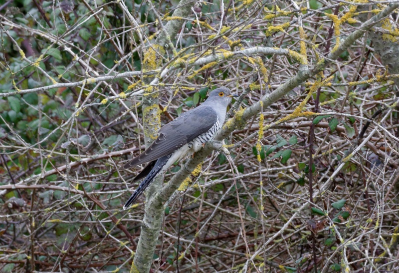 Coucou gris - Cuculus canorus Dsc_8810