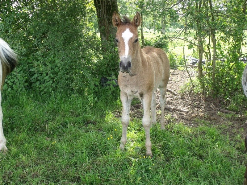  GOLIAT poulain mâle bai 7 mois  (réservé par Angeline)   Dscf2111