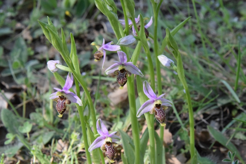 Silence Ca Pousse ... Ophrys11