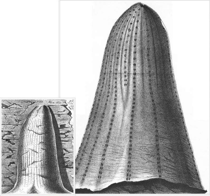 Sigillaria Brongniart ,1822. Syringodendron Sternberg,1820. - Page 4 Golden10