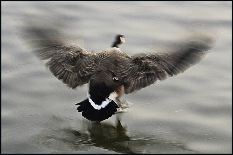 Dans le flou. _dsc2711