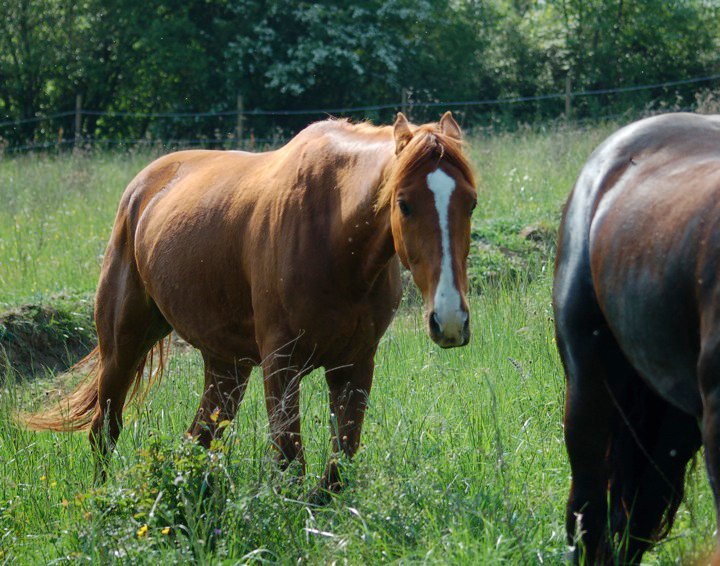 Expressions des chevaux : oreilles en arrière Mdr10