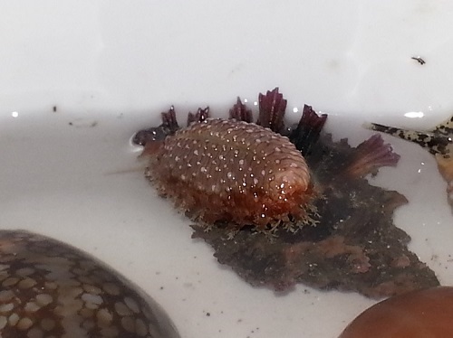 Nucleolaria cassiaui - (Burgess, 1965) - Live 20160516