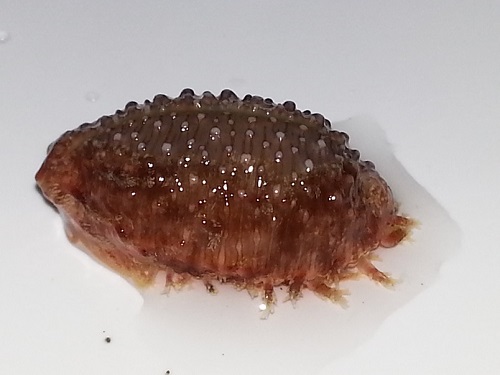 Nucleolaria cassiaui - (Burgess, 1965) - Live 20160518