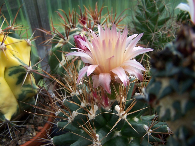  Kakteen 2016, Knospen, Blüten oder einfach nur die Pflanzen - Seite 5 100_5517