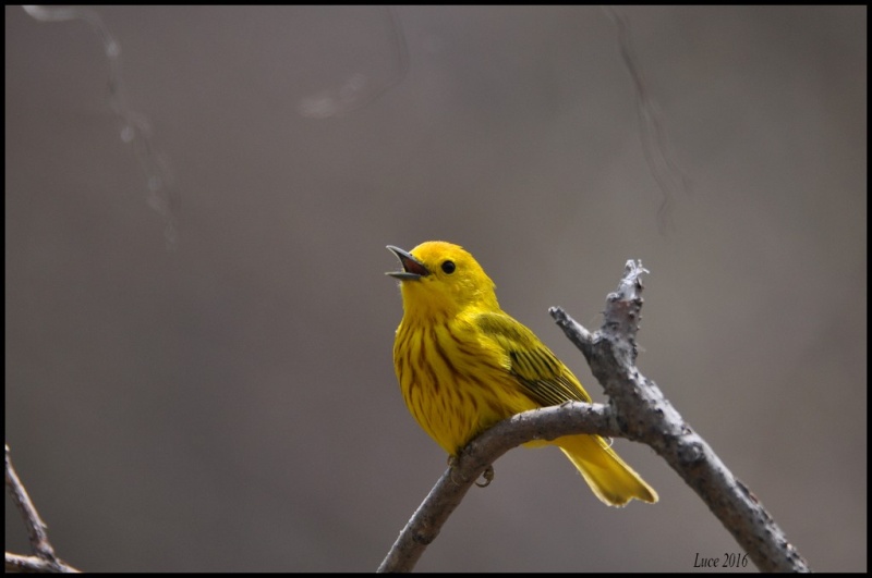 Une belle petite jaune !  Dsc_1011