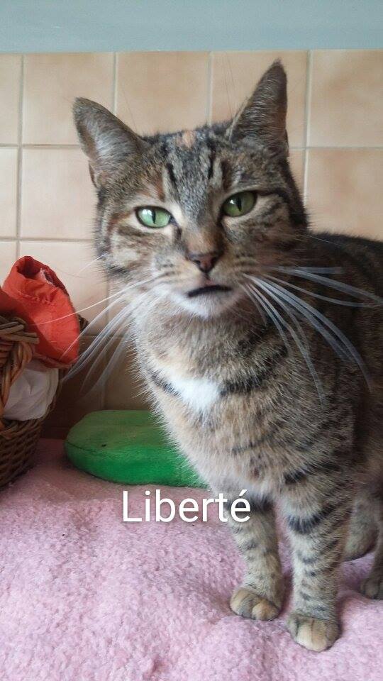 LIBERTÉ, européenne tortie tabby, 1 an , F  12736110