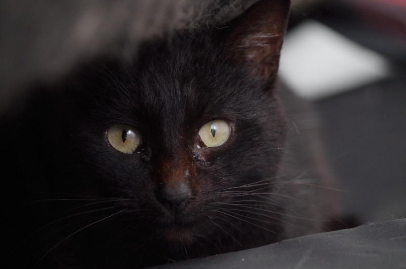 TAPENADE, européenne noire, 2 ans, F Imgp6210