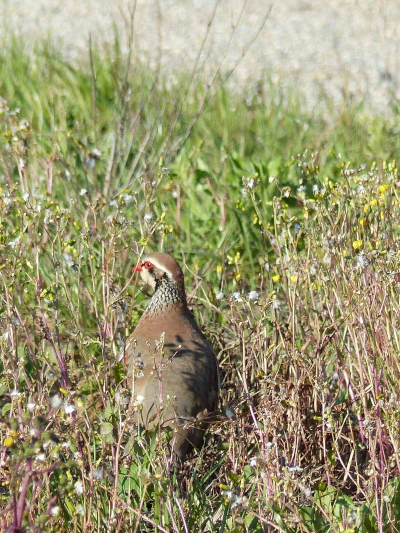 PERDRIX ROUGE P1050310