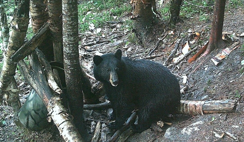 la nourriture de mes nounours  Ours_s10