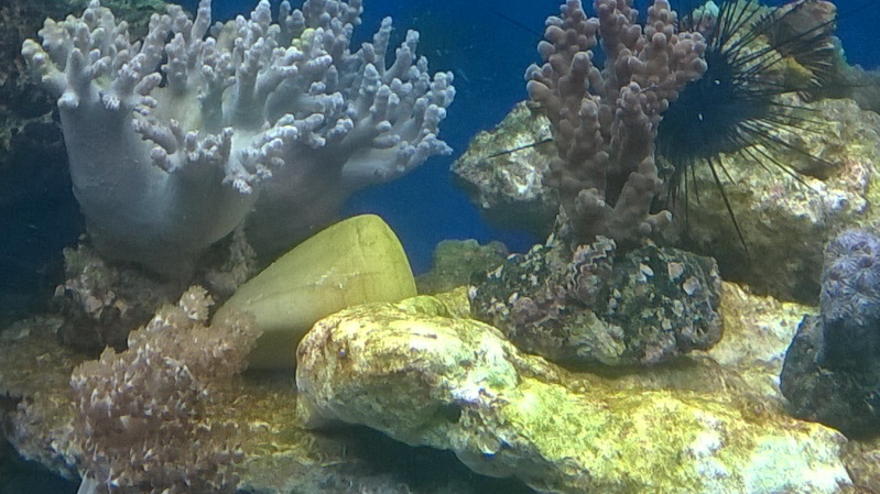 identification du corail ? Wp_20112