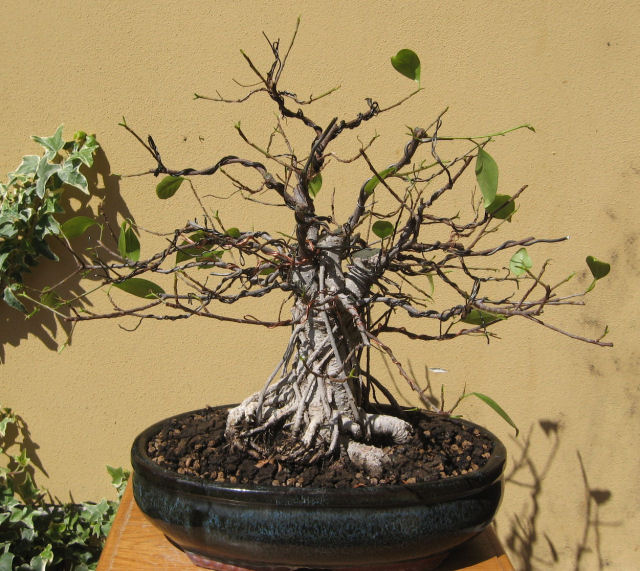 Ficus retusa con radici aeree - Pagina 5 Img_6510