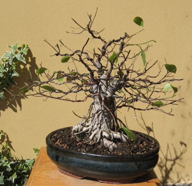 Ficus retusa con radici aeree - Pagina 5 Img_6514
