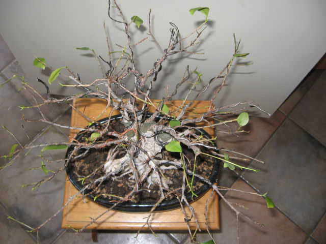 Ficus retusa con radici aeree - Pagina 5 Img_6515