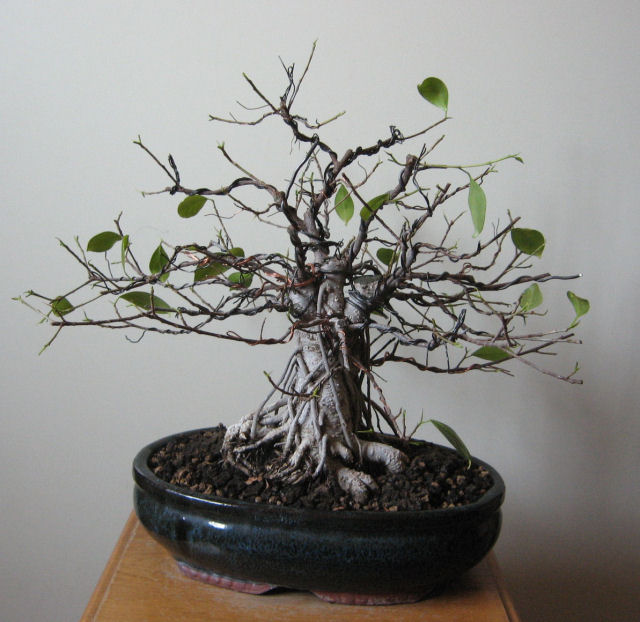 Ficus retusa con radici aeree - Pagina 5 Img_6516