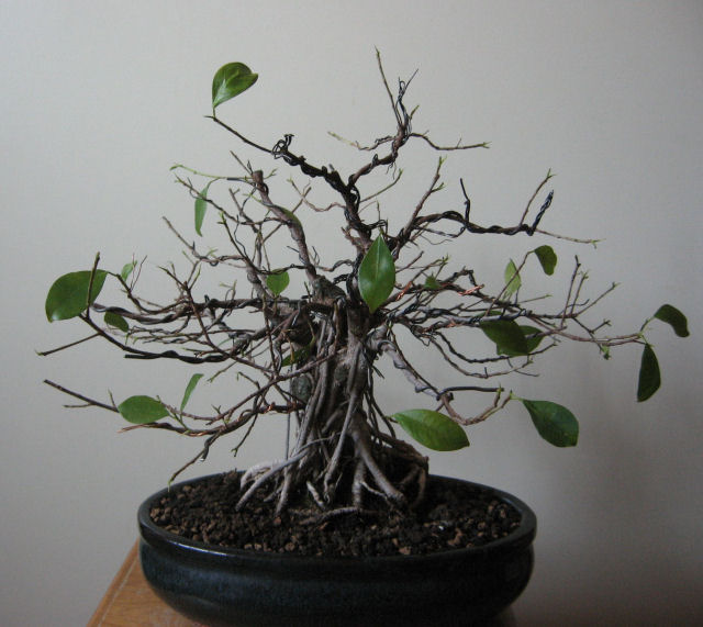 Ficus retusa con radici aeree - Pagina 5 Img_6517