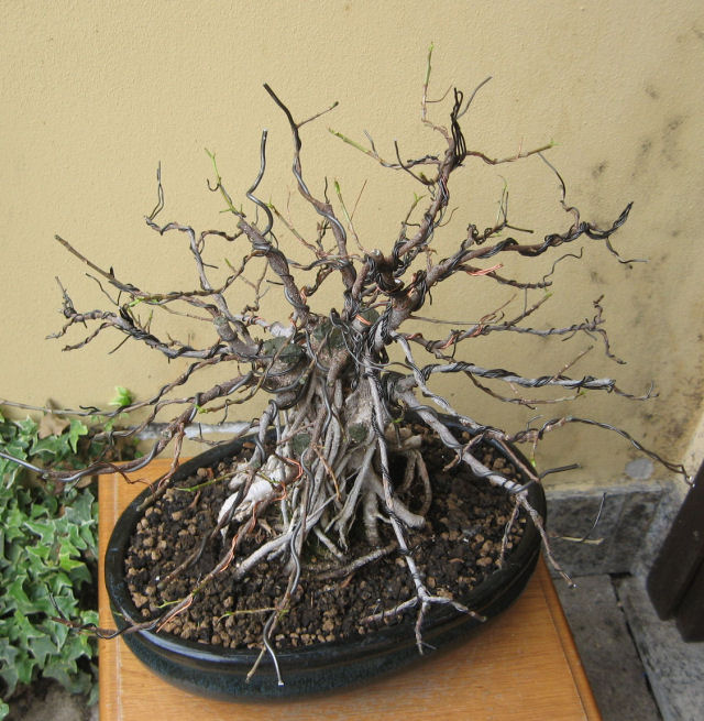 Ficus retusa con radici aeree - Pagina 5 Img_6522