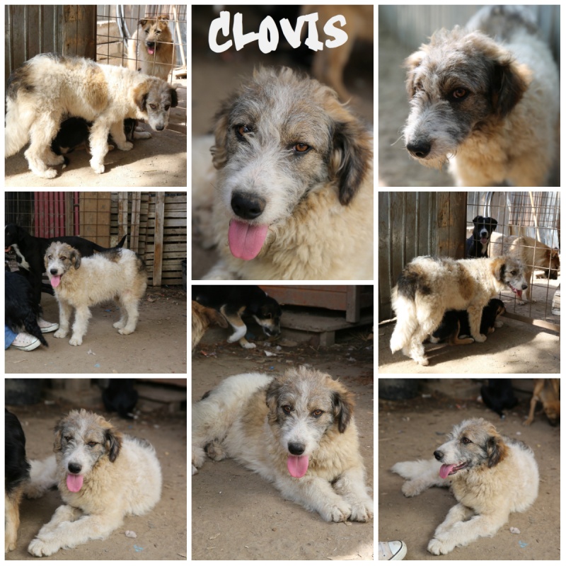 Clovis, chiot taille moyenne, né en mai 2015  Clovis10