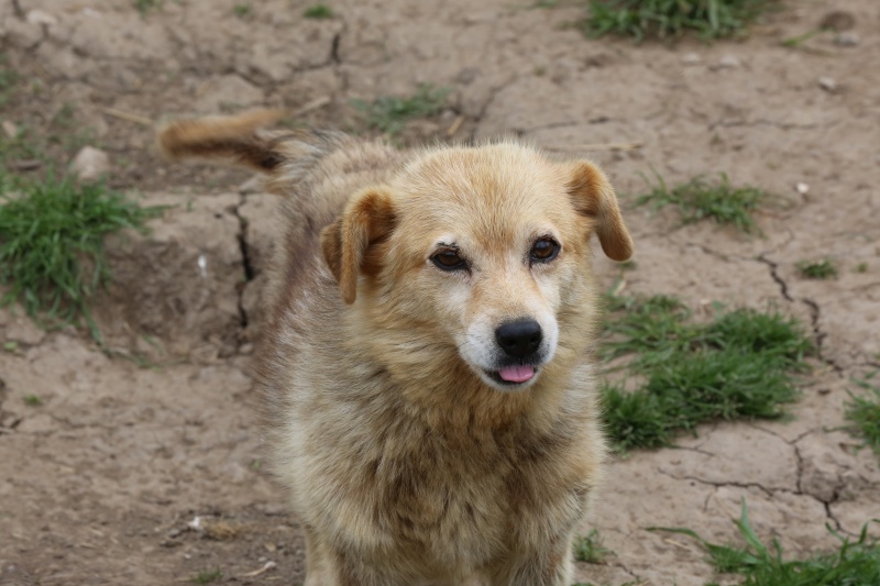 Bibica, chienne de taille moyenne née en 2010 Hx9a4616