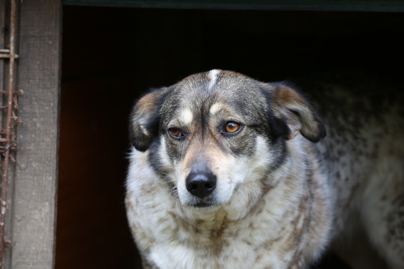 Titza, chienne de taille moyenne, née en 2011 Hx9a4712