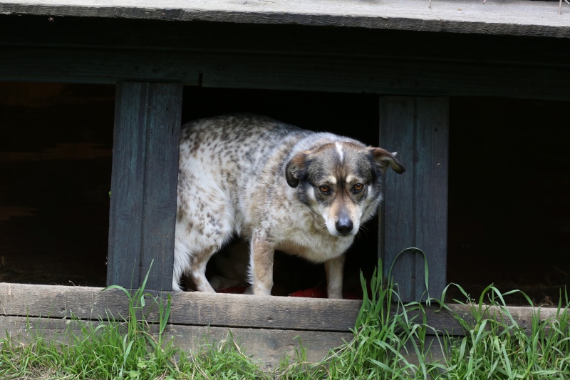 Titza, chienne de taille moyenne, née en 2011 Hx9a4713