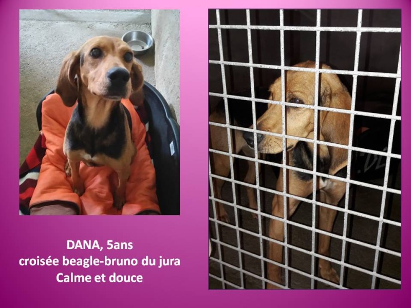 TRES GROSSE URGENCE  4 très gentils chiens en fourrière(50) Dana_n10