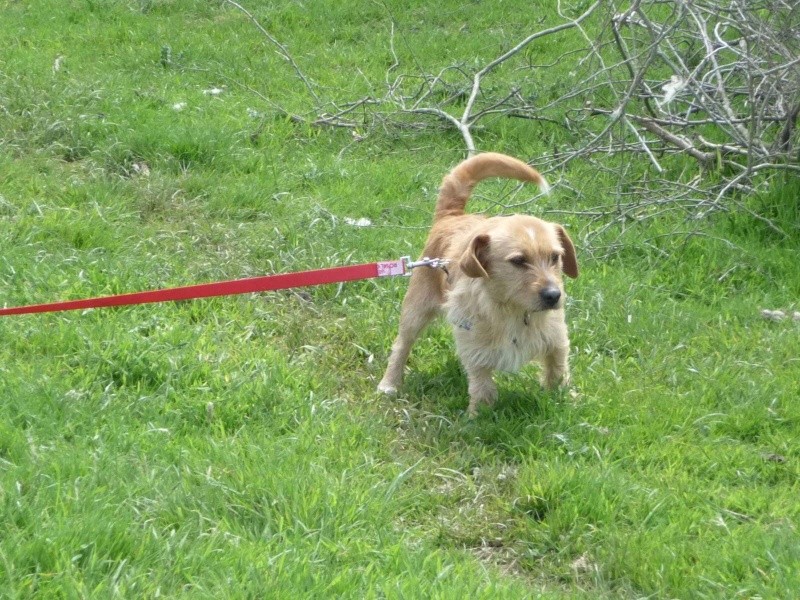 TRES GROSSE URGENCE  4 très gentils chiens en fourrière(50) Receiv10