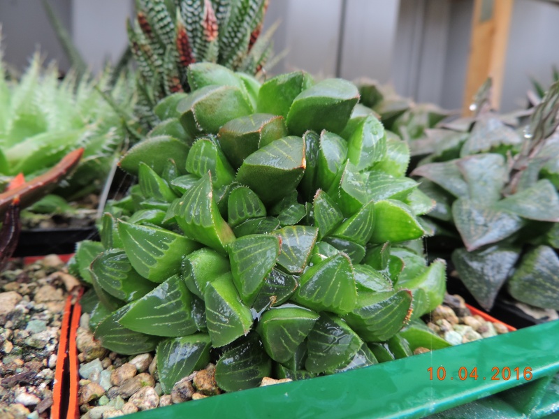 Cacti and Sukkulent in Köln, every day new flowers in the greenhouse Part 140 Bild_193