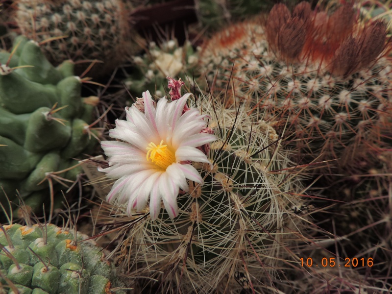 Cacti and Sukkulent in Köln, every day new flowers in the greenhouse Part 143 Bild_540