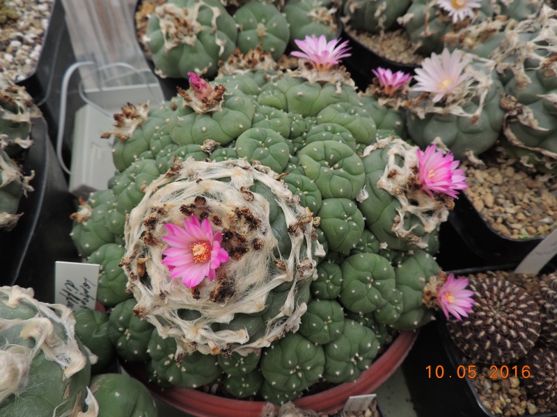 Cacti and Sukkulent in Köln, every day new flowers in the greenhouse Part 143 Bild_556