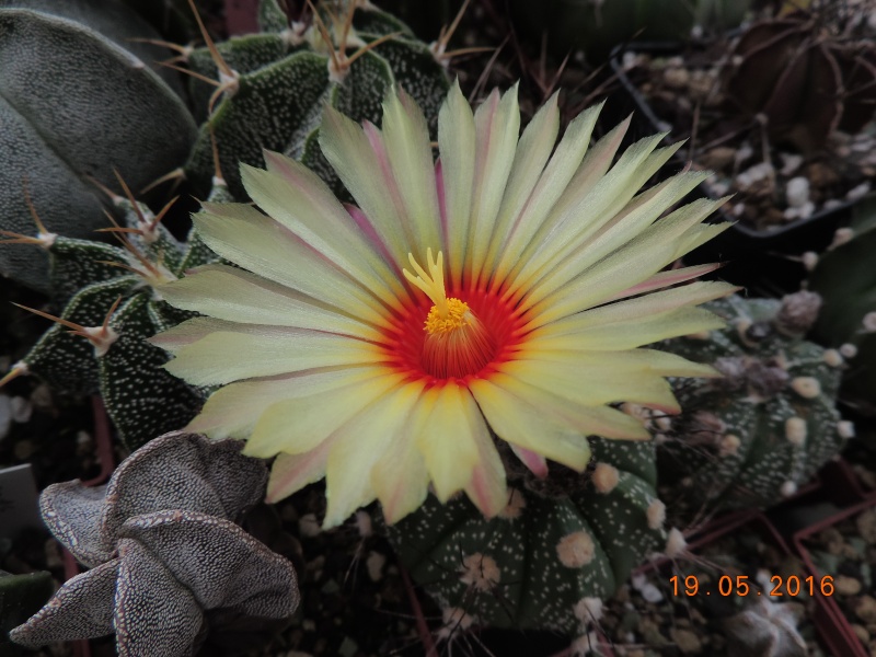 Cacti and Sukkulent in Köln, every day new flowers in the greenhouse Part 143 Bild_620