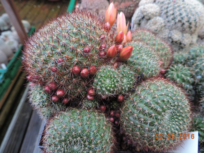 Cacti and Sukkulent in Köln, every day new flowers in the greenhouse Part 144 Bild_667